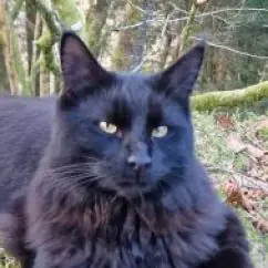 Profile picture of Viking Tiga